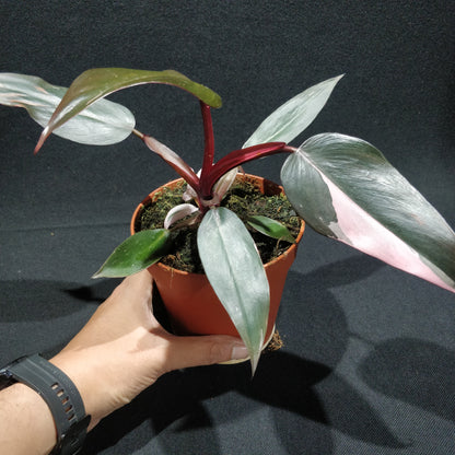 Philodendron Pink Princess