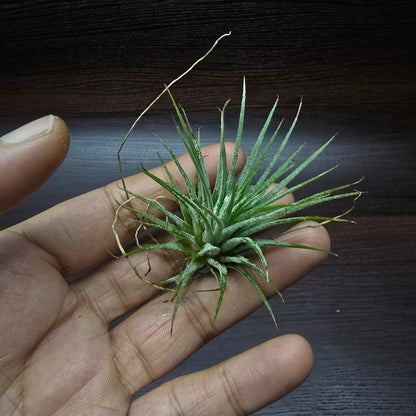 Tillandsia Ionantha - Air plant