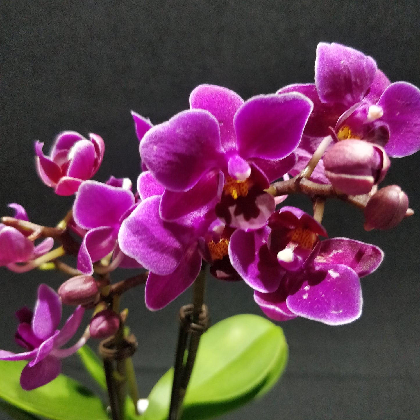 Moth Orchids - Phalaenopsis Orchids