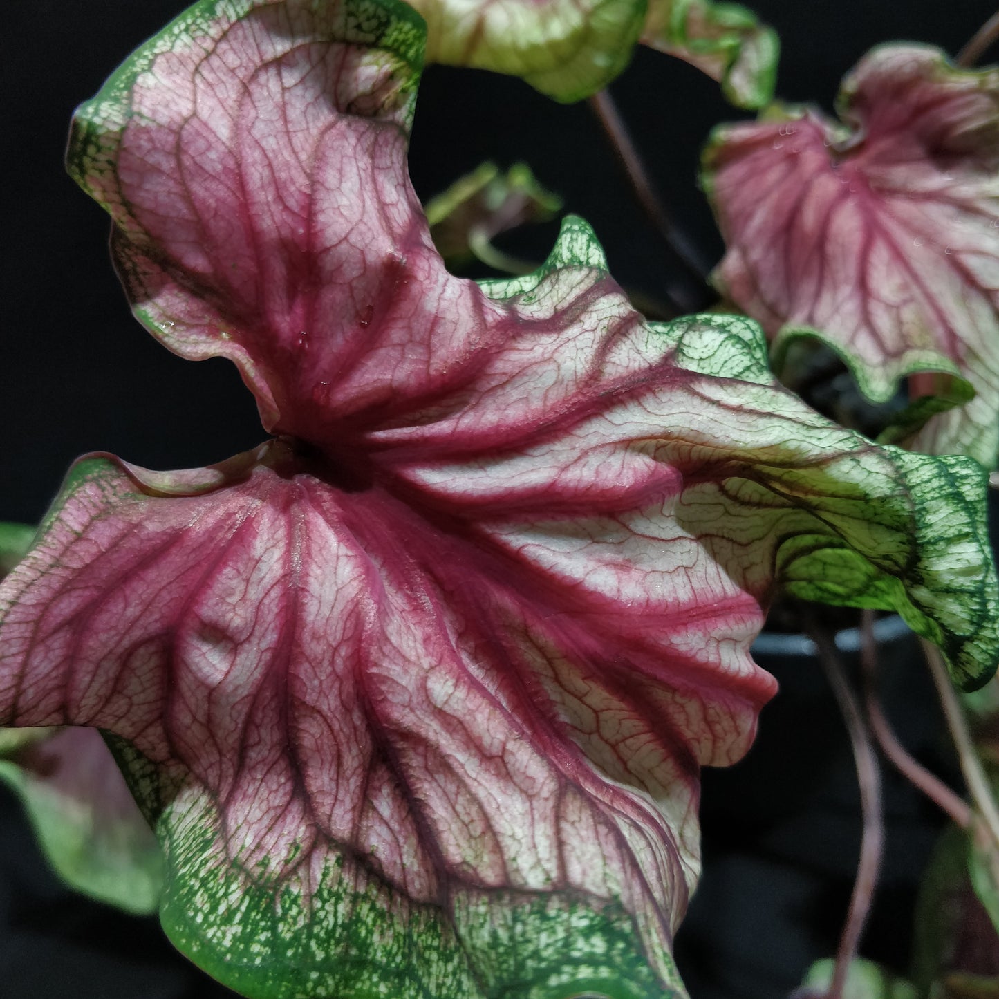 Caladium