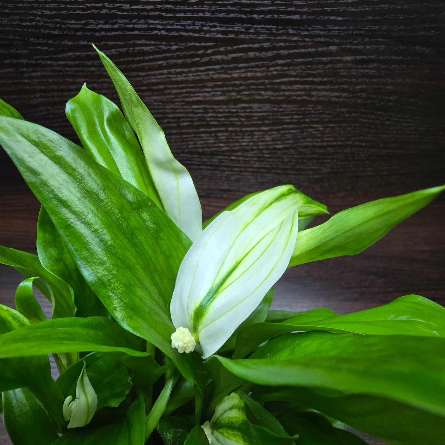 Spathiphyllum Pearl Cupido - Peace Lily