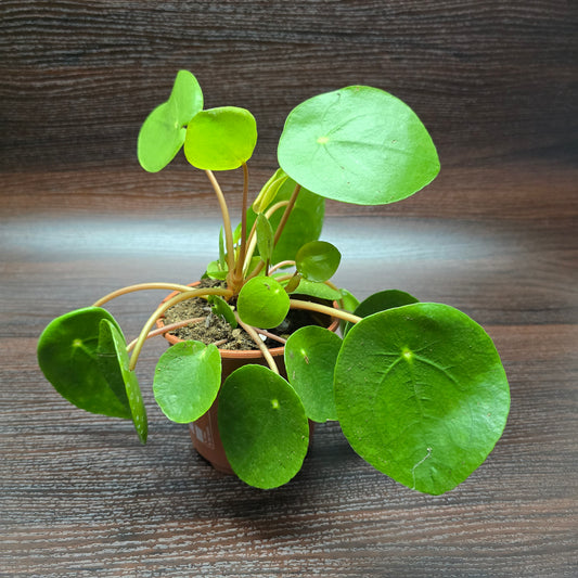 Chinese Money Plant - Pilea Peperomioides