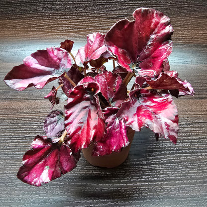 Rex Begonia