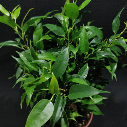 Ficus Benjamina Natasja