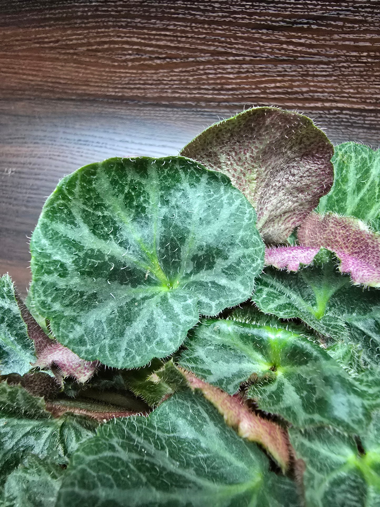 Strawberry Begonia - Saxifraga Stolonifera