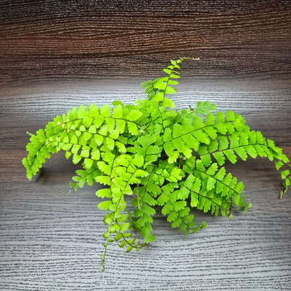 Trailing Maidenhair Fern - Adiantum Caudatum