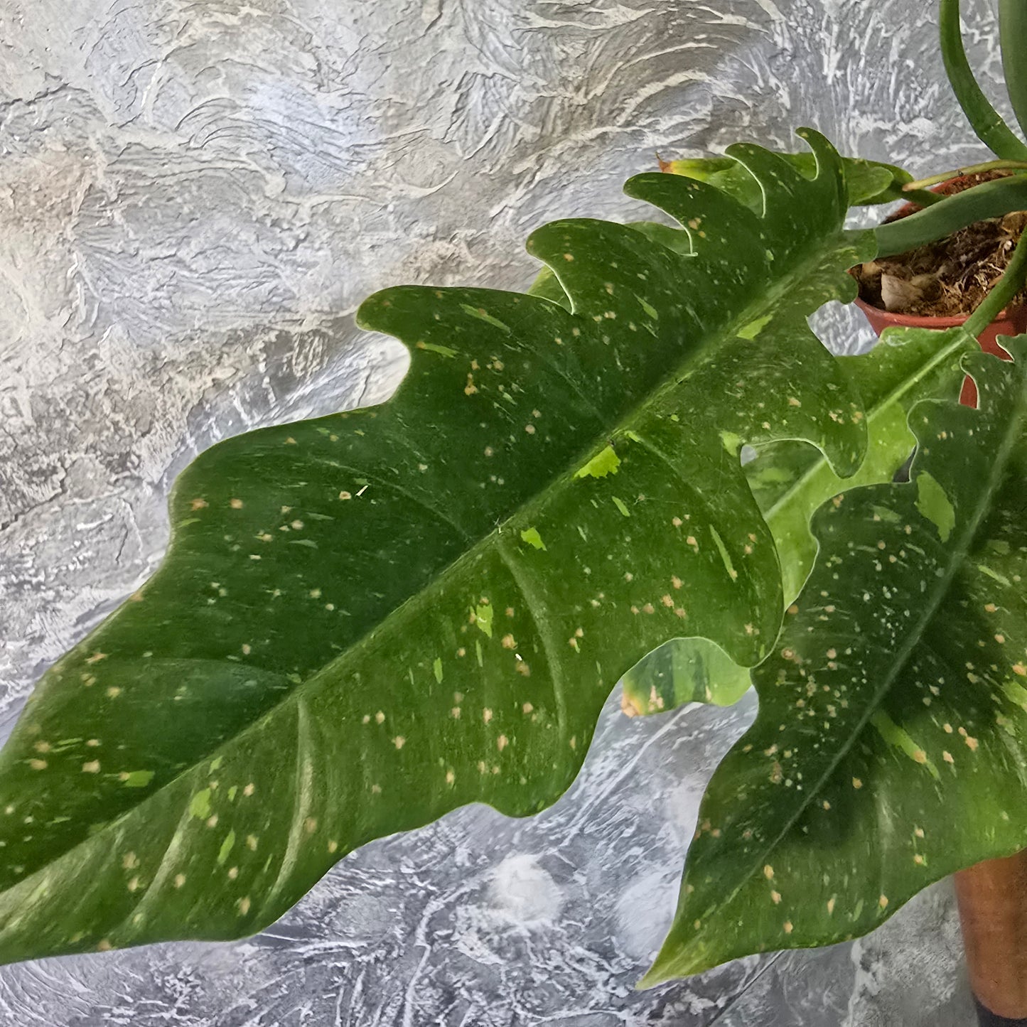 Philodendron Ring of Fire