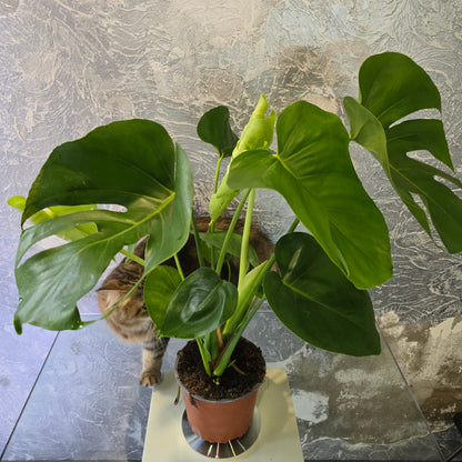 Monstera Deliciosa - Swiss Cheese Plant