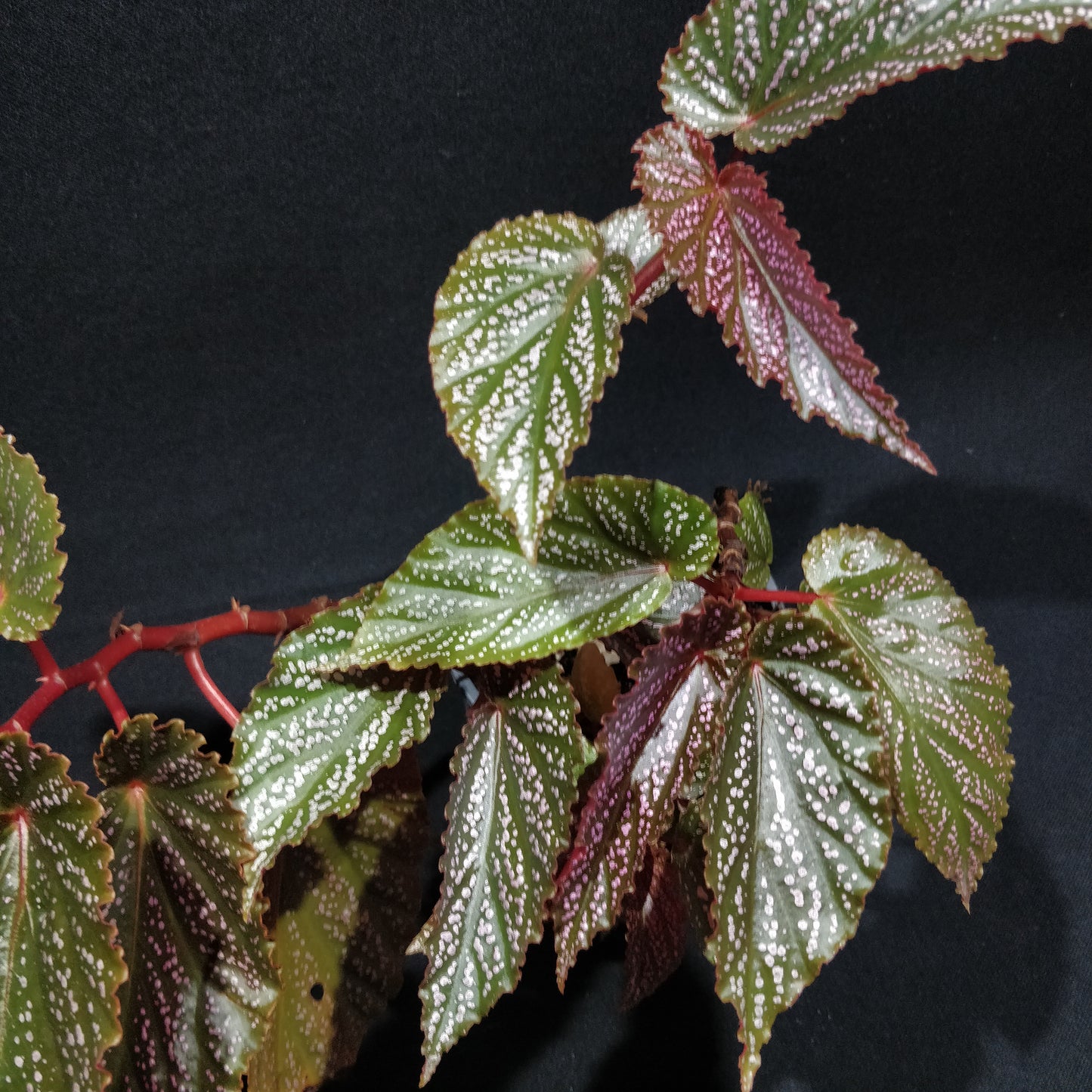 Angel Wing Begonia