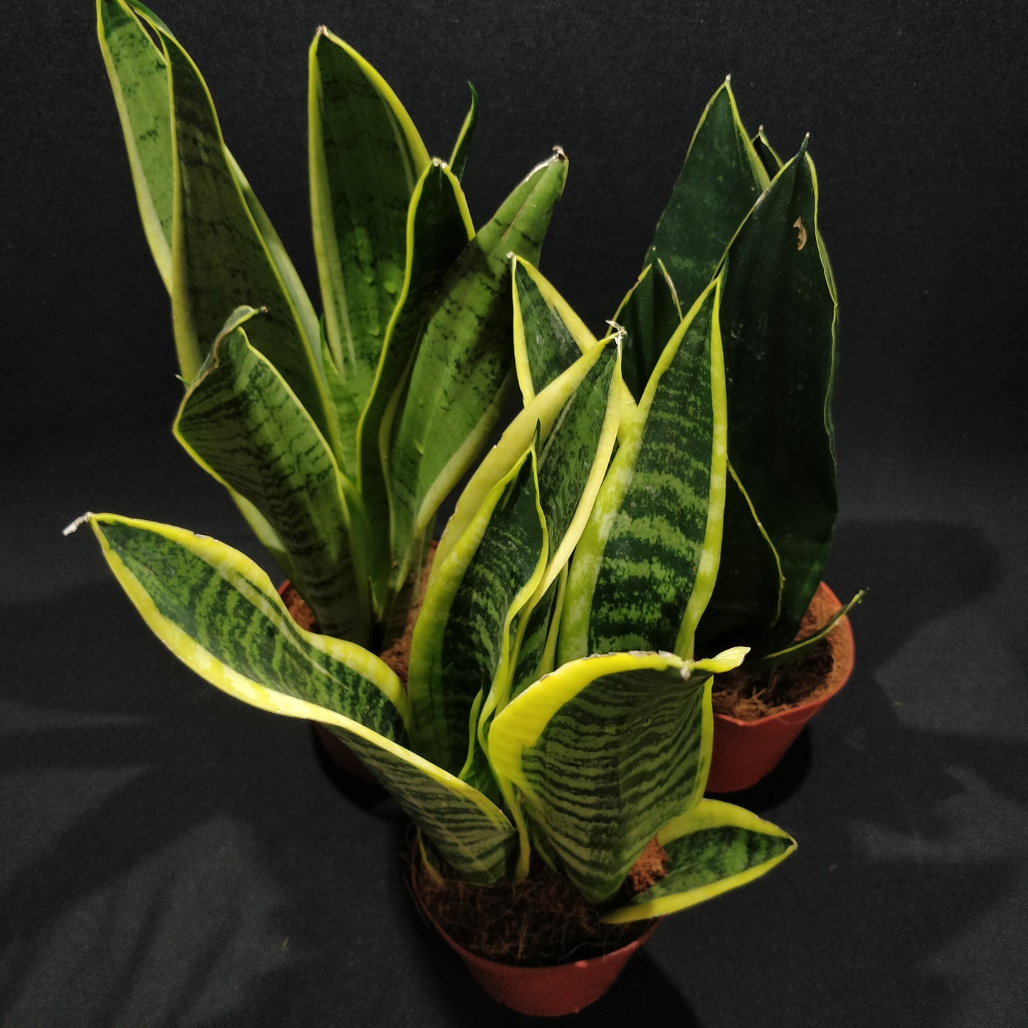 Snake Plant - Dracaena Trifasciata