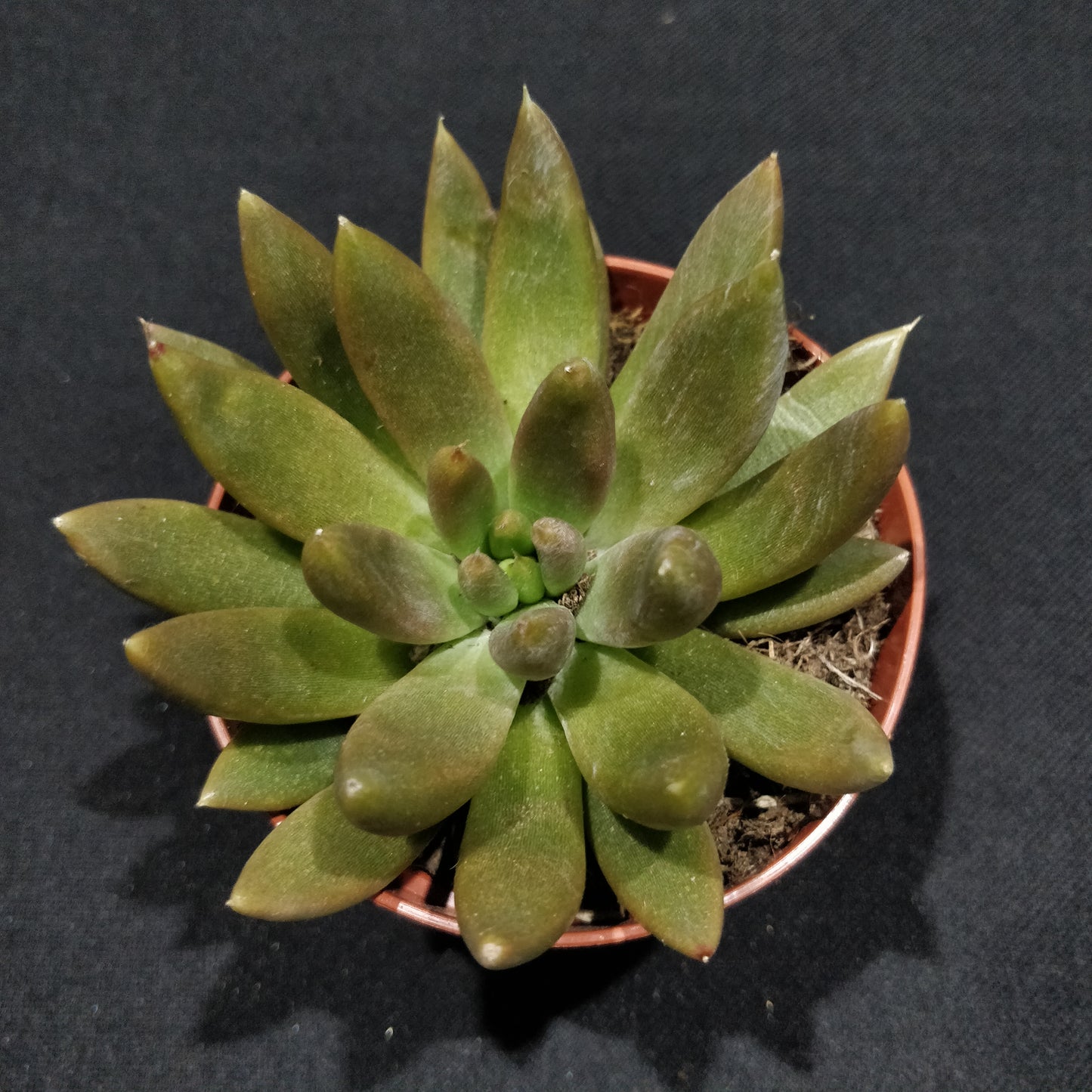 Echeveria - Succulents (Small)