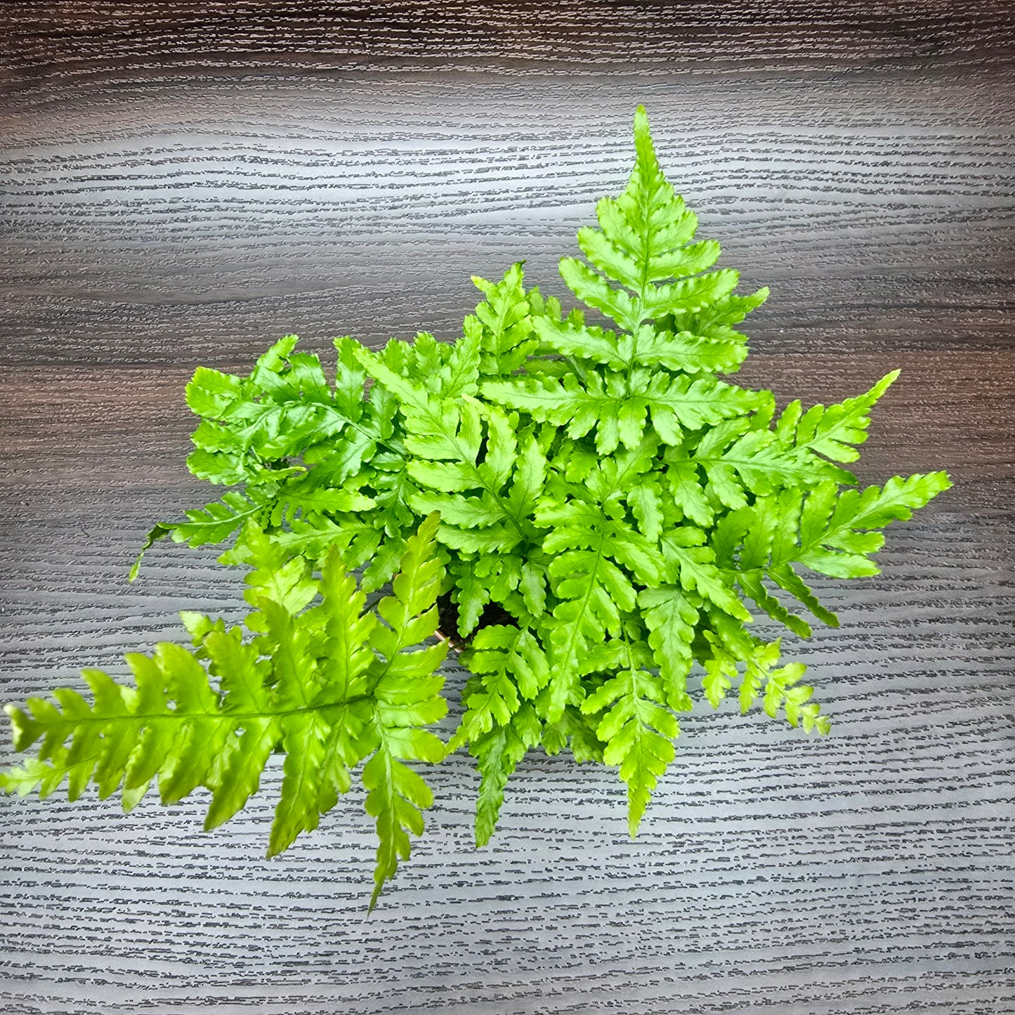 Tsushima Holly Fern - Polystichum Luctuosum