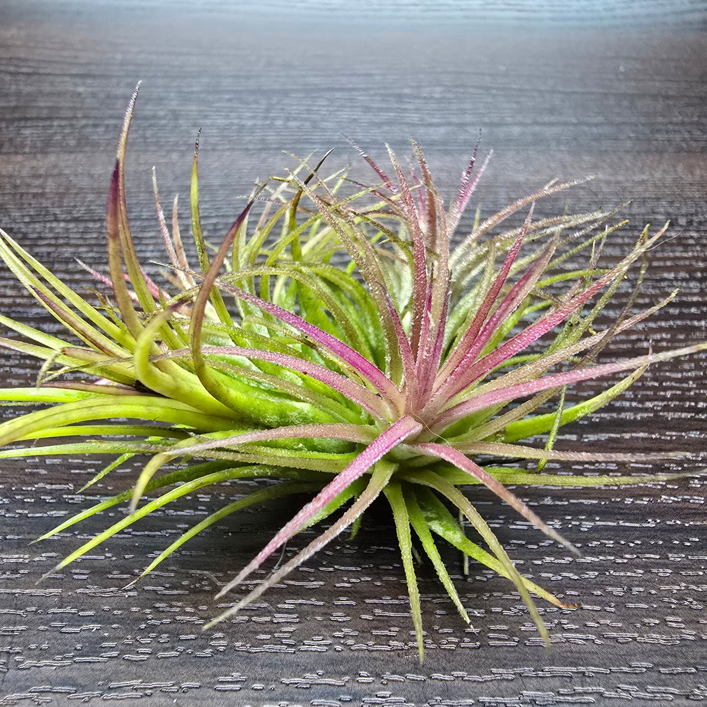 Tillandsia Ionanatha Red - Air Plant