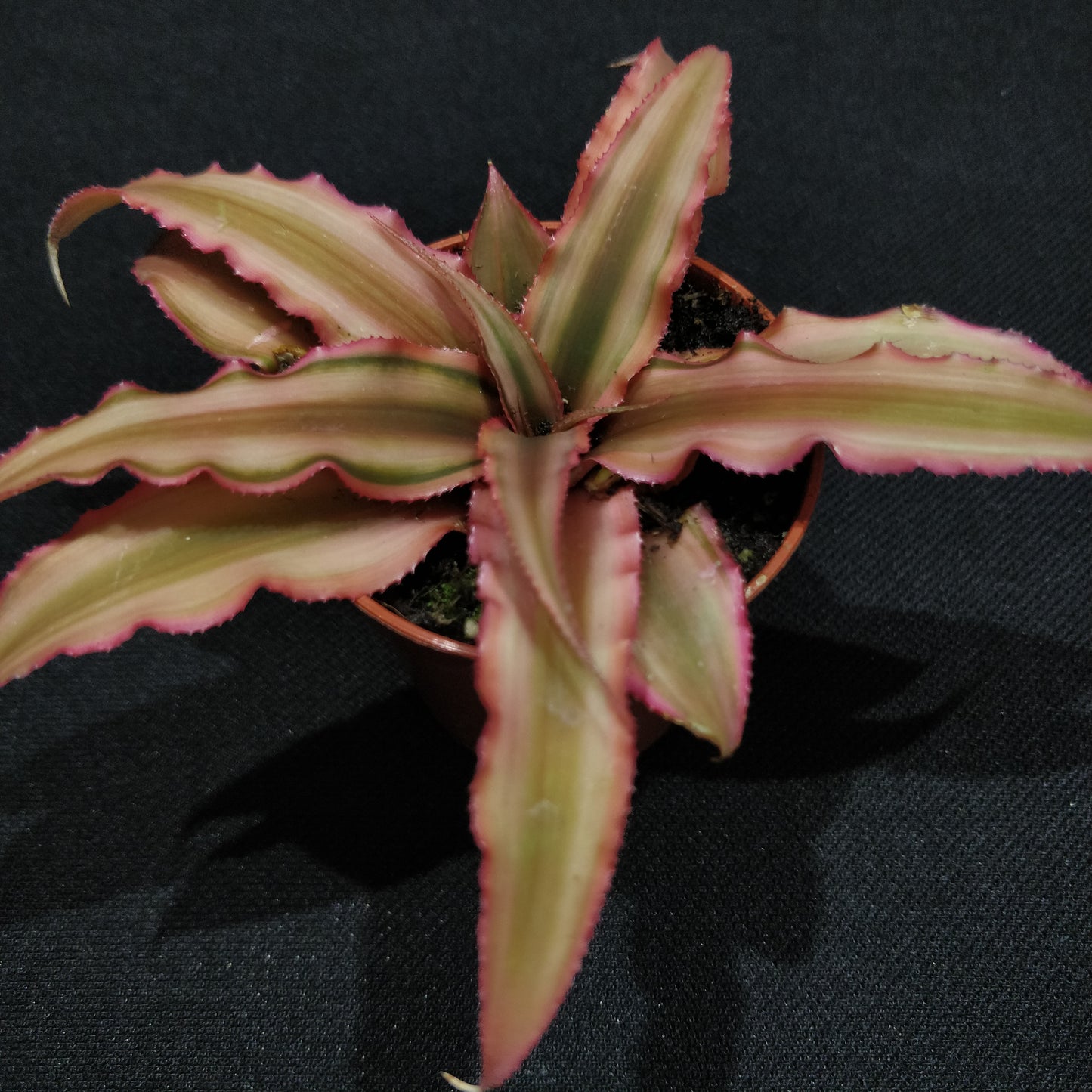 Cryptanthus