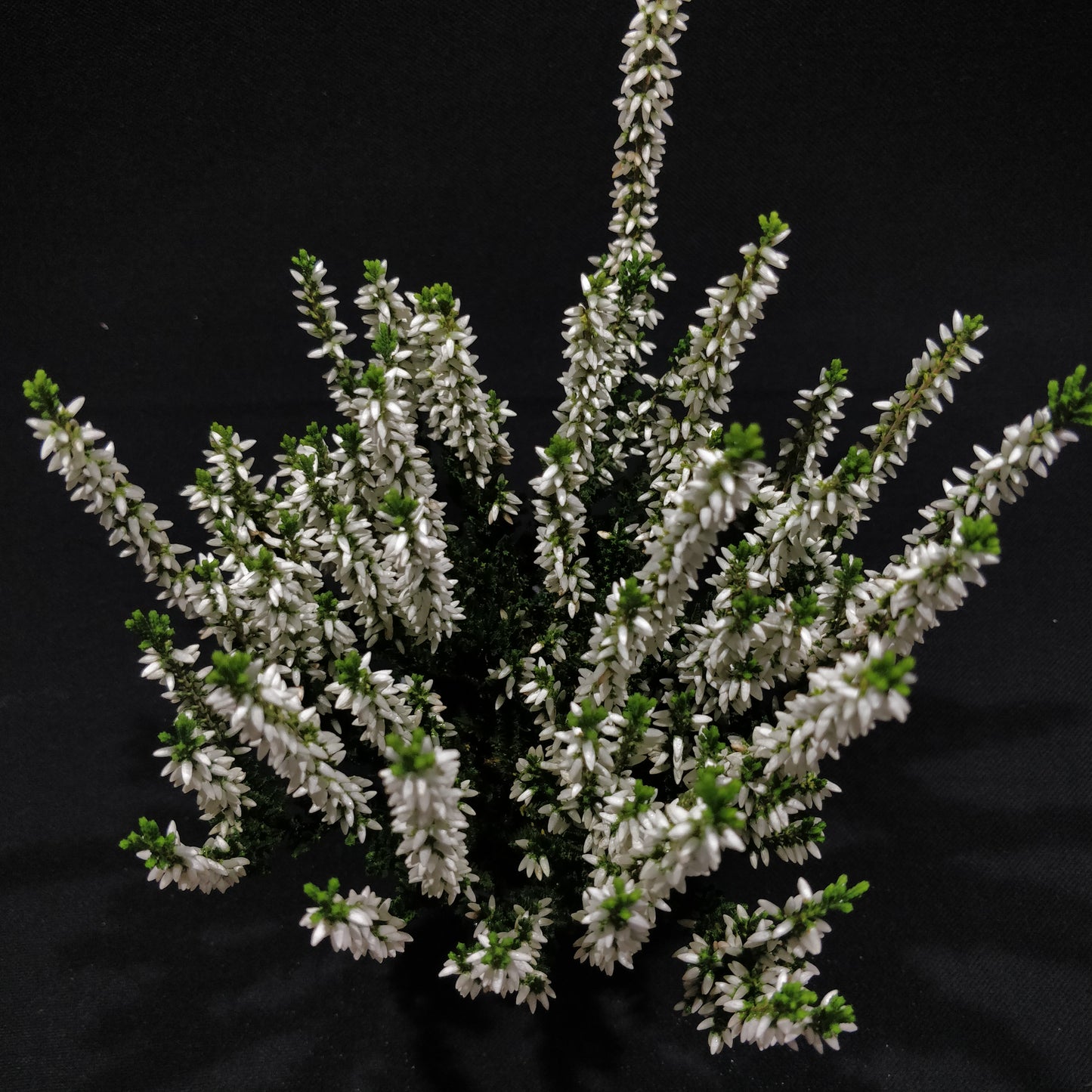 Calluna Beauty Ladies