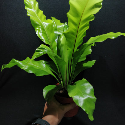 Bird's-nest Fern - Asplenium Nidus