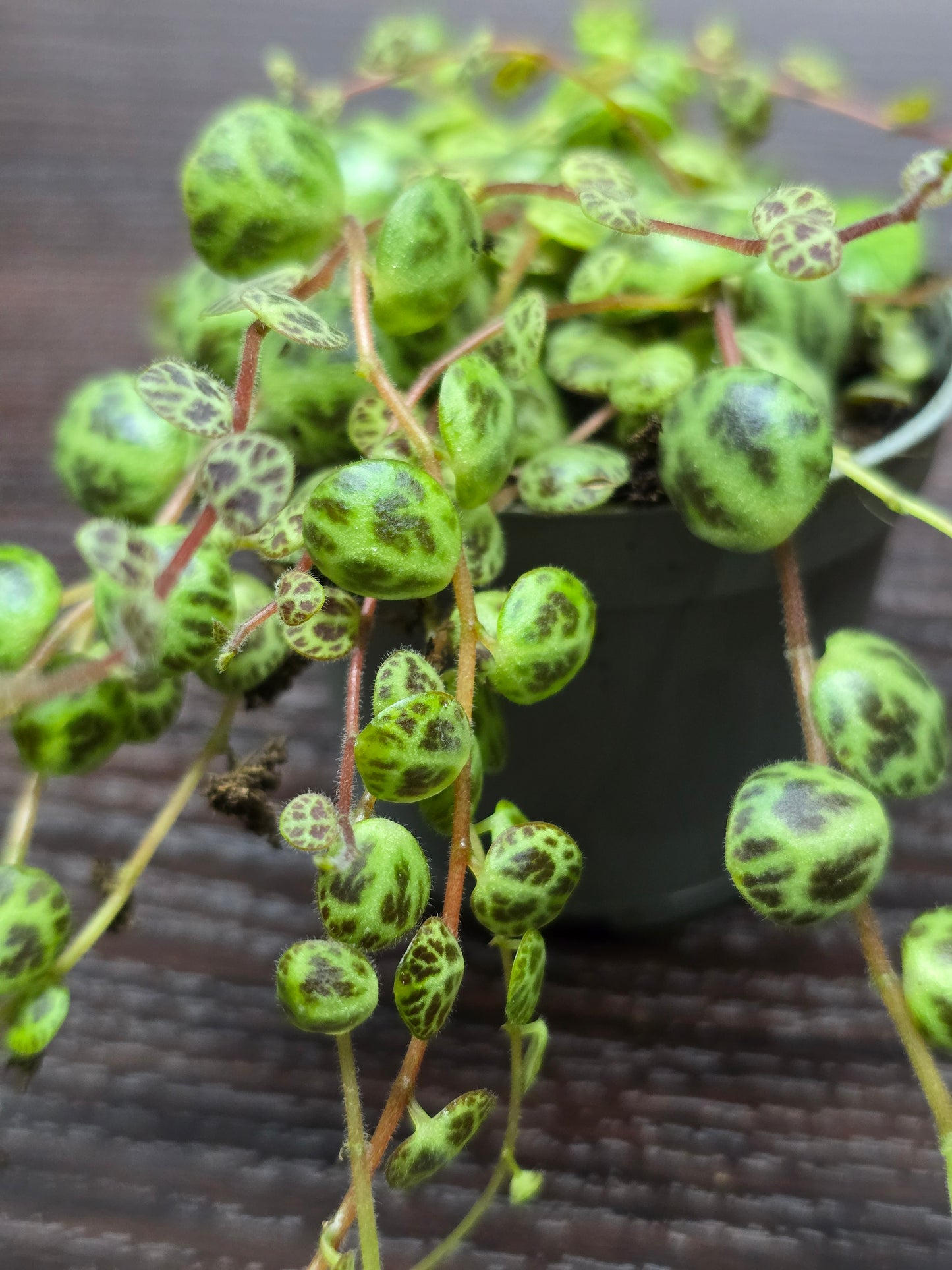 String of Turtles - Peperomia Prostrata