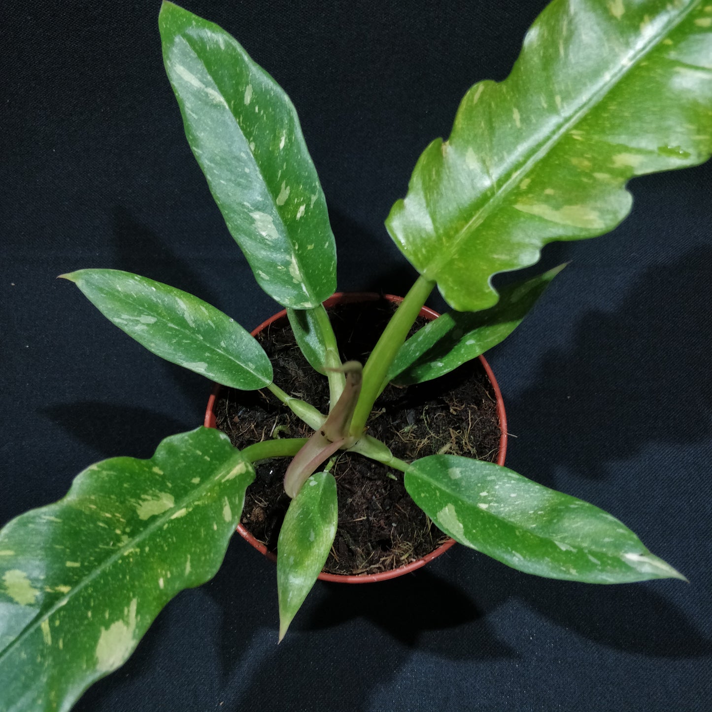 Philodendron Ring of Fire