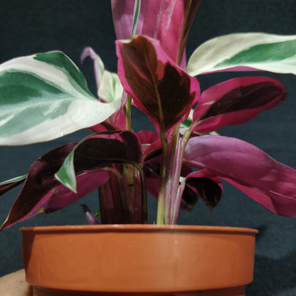 Calathea