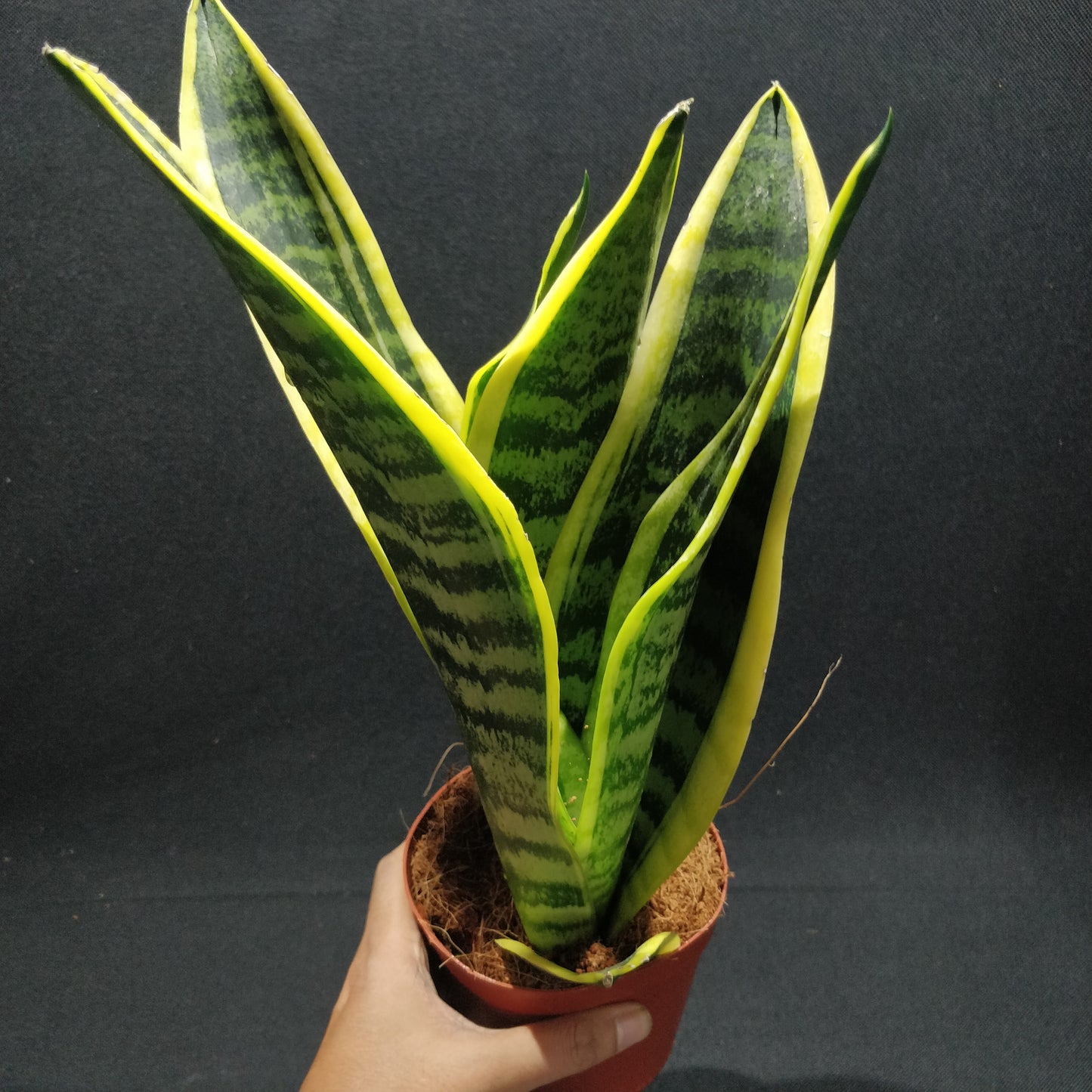 Snake Plant - Dracaena Trifasciata