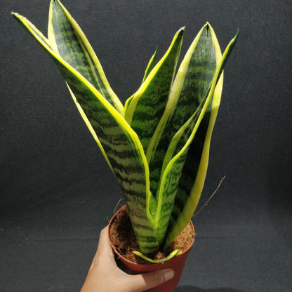 Snake Plant - Dracaena Trifasciata