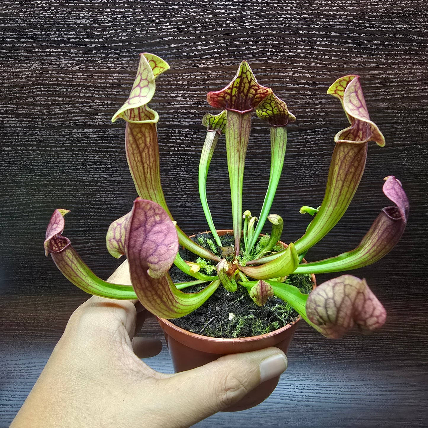 Sarracenia Psittacina 'Tess' - Pitcher Plant