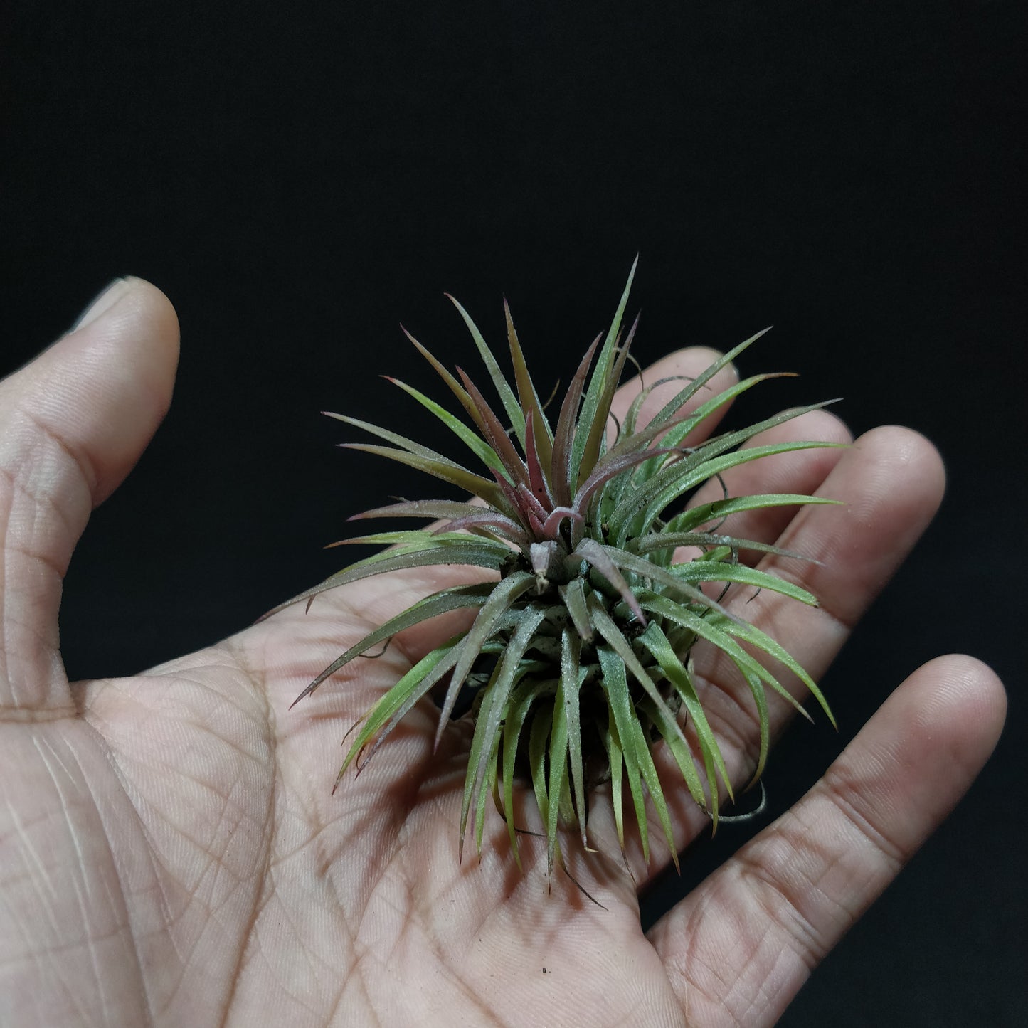 Air Plant - Tillandsia Ionanatha Red