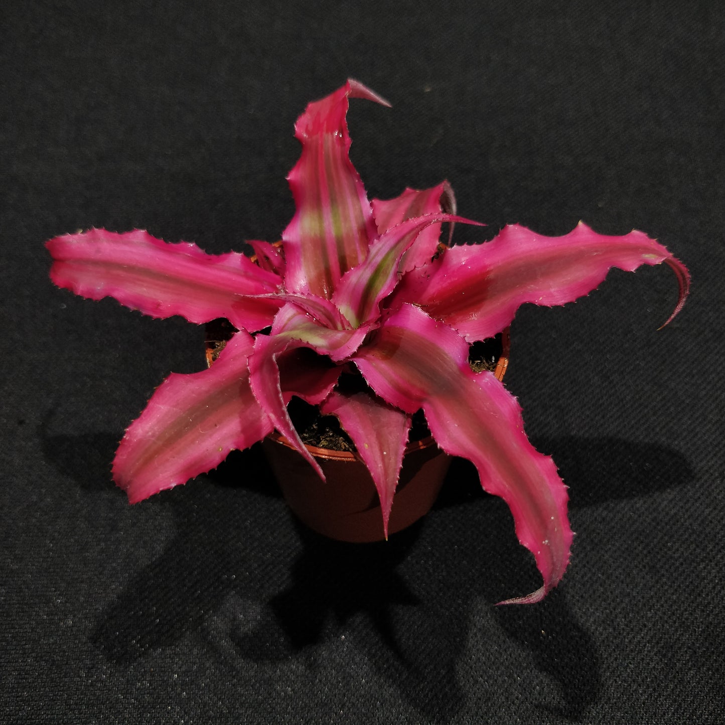 Cryptanthus