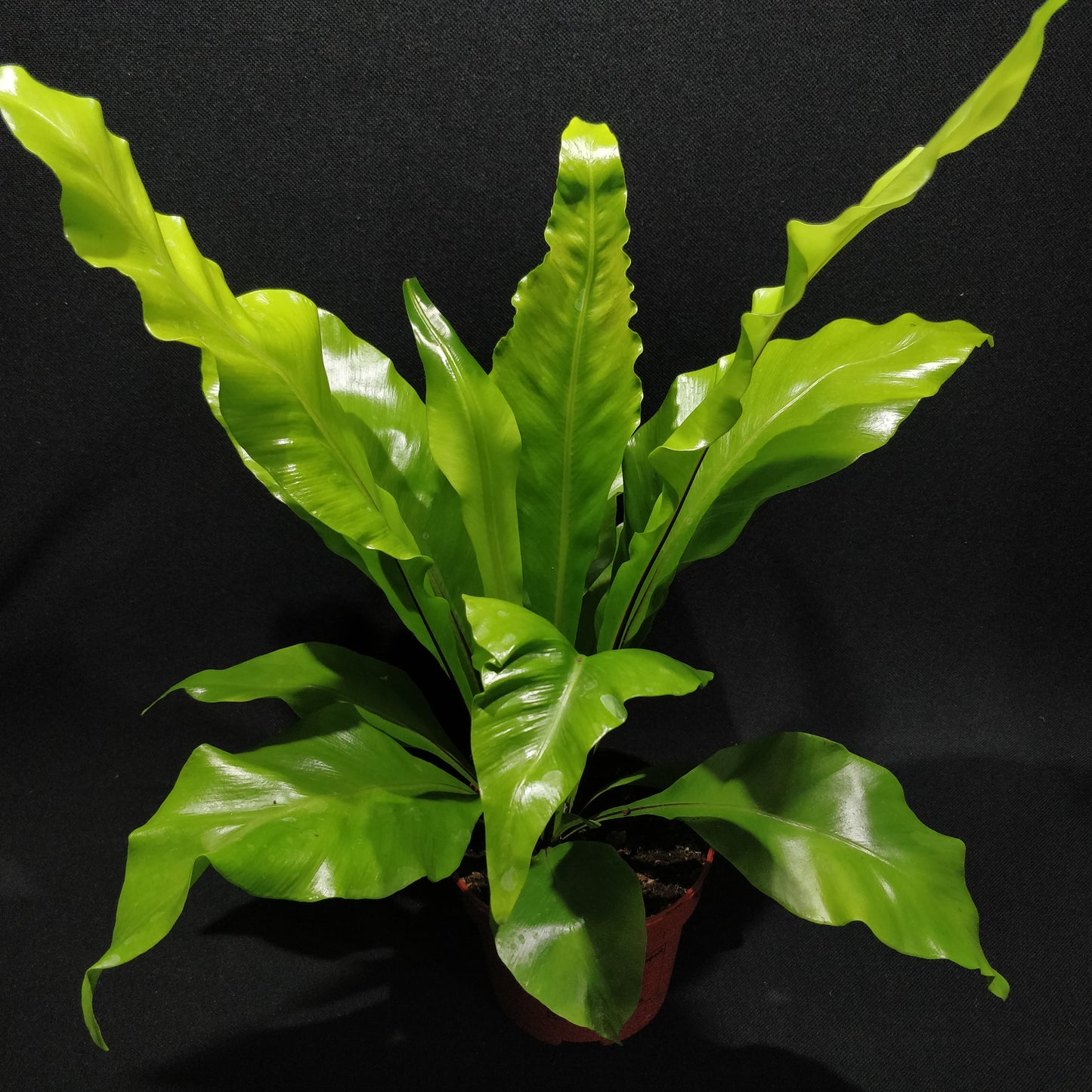 Bird's-nest Fern - Asplenium Nidus