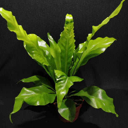 Bird's-nest Fern - Asplenium Nidus