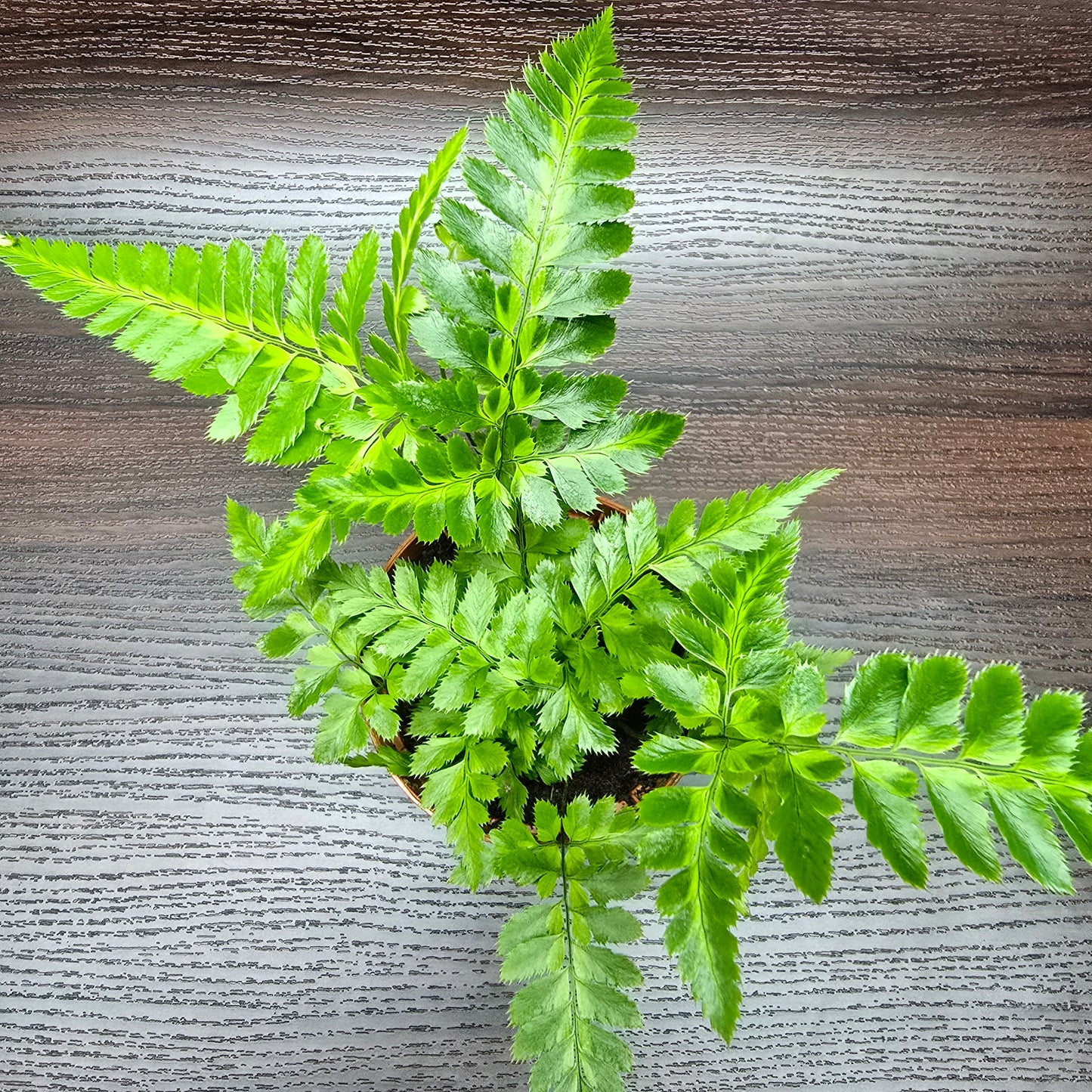 Leatherleaf fern - Rumohra Adiantiformis