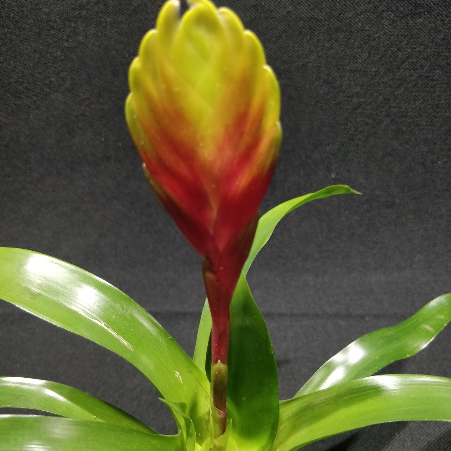 Bromeliad