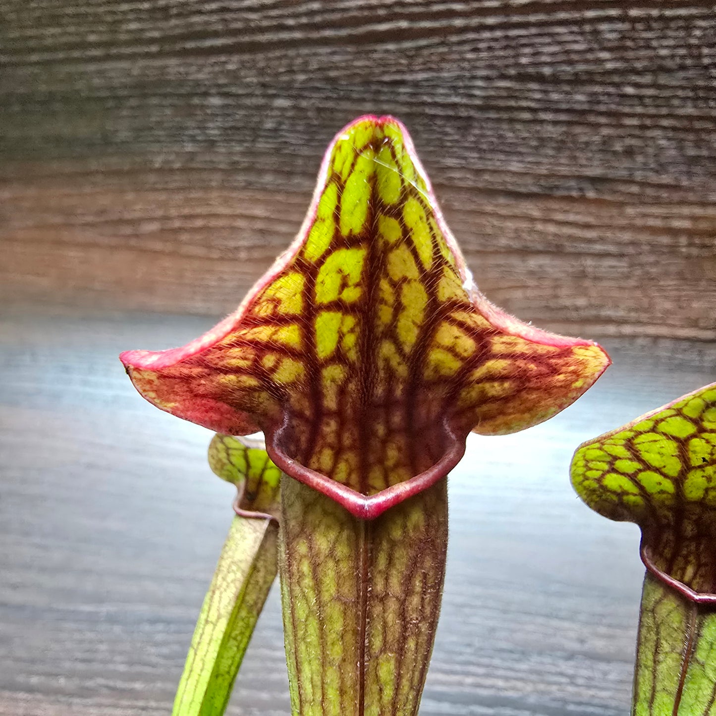 Sarracenia Psittacina 'Tess' - Pitcher Plant
