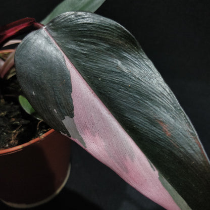 Philodendron Pink Princess