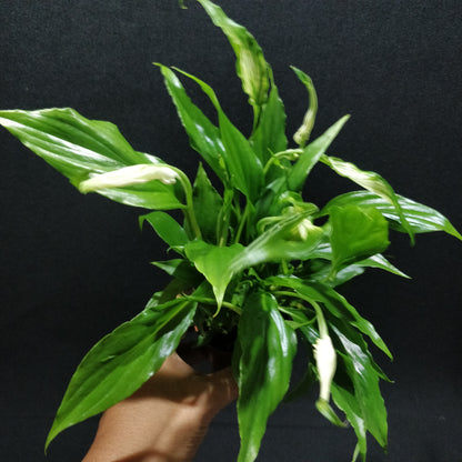 Spathiphyllum Pearl Cupido - Peace Lily