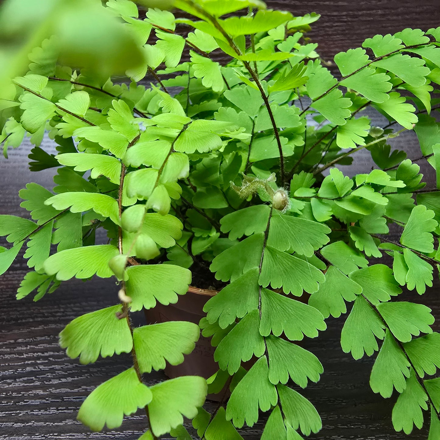 Trailing Maidenhair Fern - Adiantum Caudatum