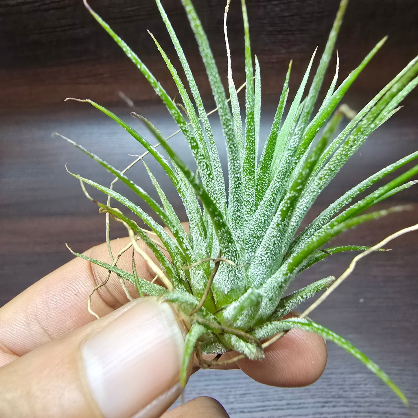 Tillandsia Ionantha - Air plant