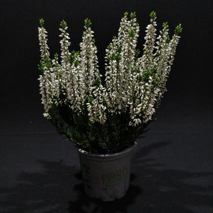 Calluna Beauty Ladies