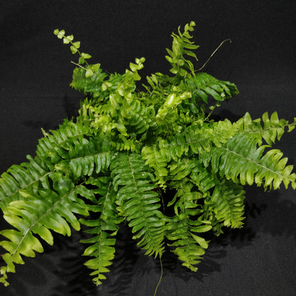 Boston Fern - Nephrolepis Green Moment