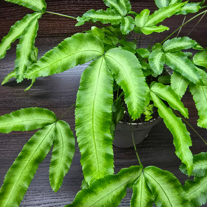 Silver Ribbon Fern - Pteris Cretica Albolineata