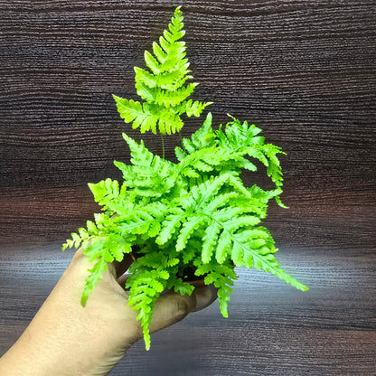 Tsushima Holly Fern - Polystichum Luctuosum