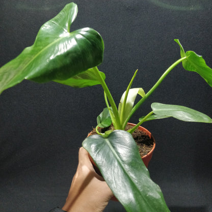 Philodendron Rugosum