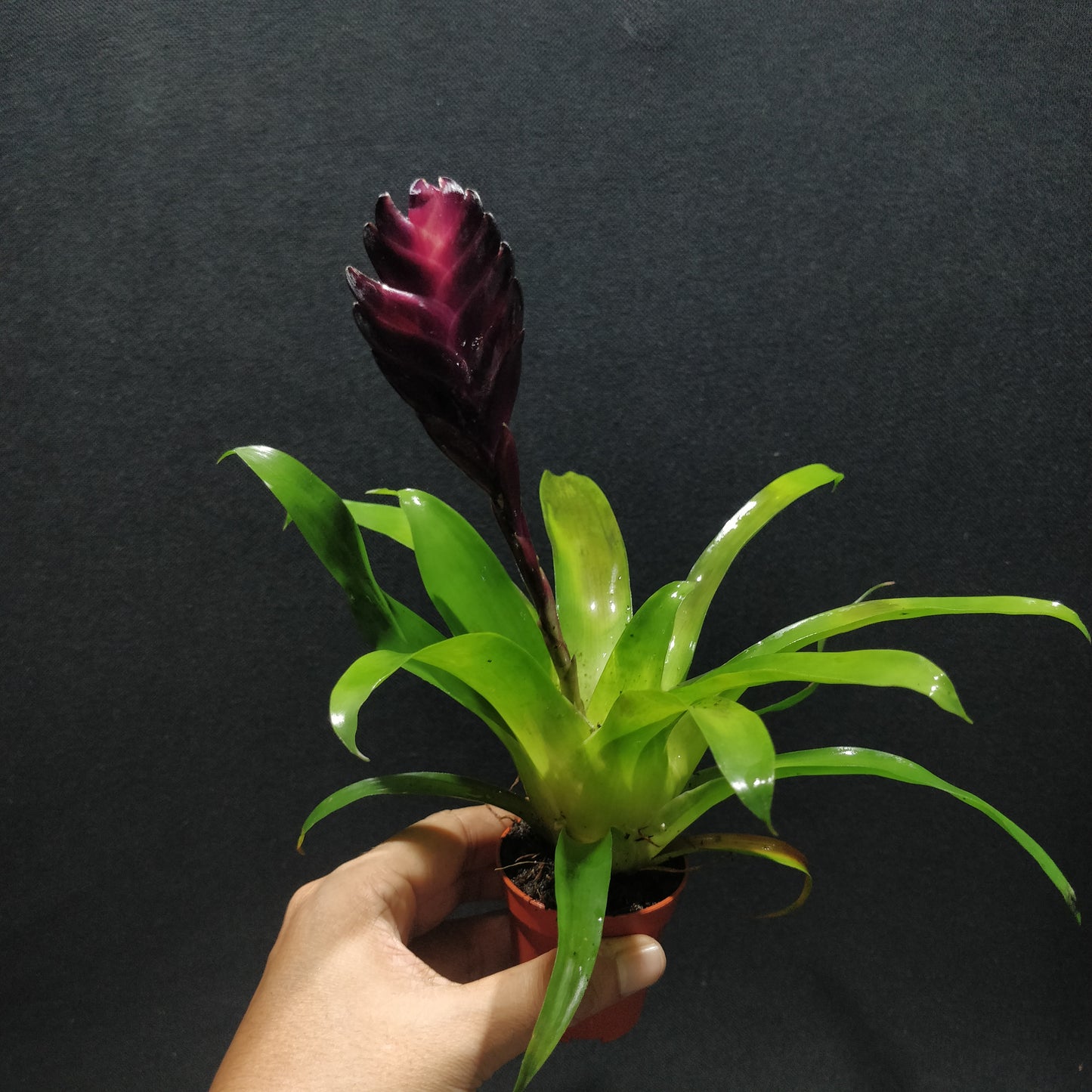 Bromeliad