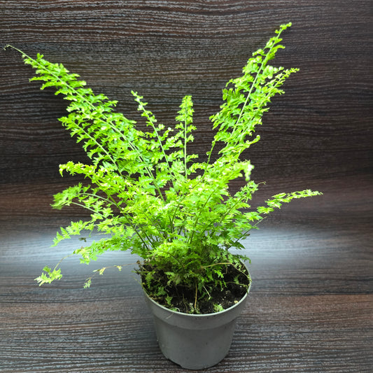 Nephrolepis Exaltata 'Green Fantasy'