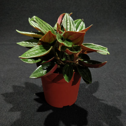 Peperomia Caperata