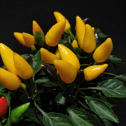 Ornamental Capsicum Plant