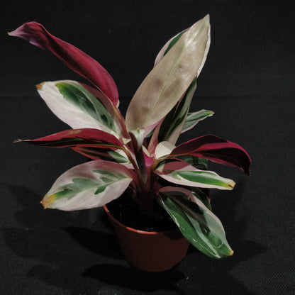 Calathea