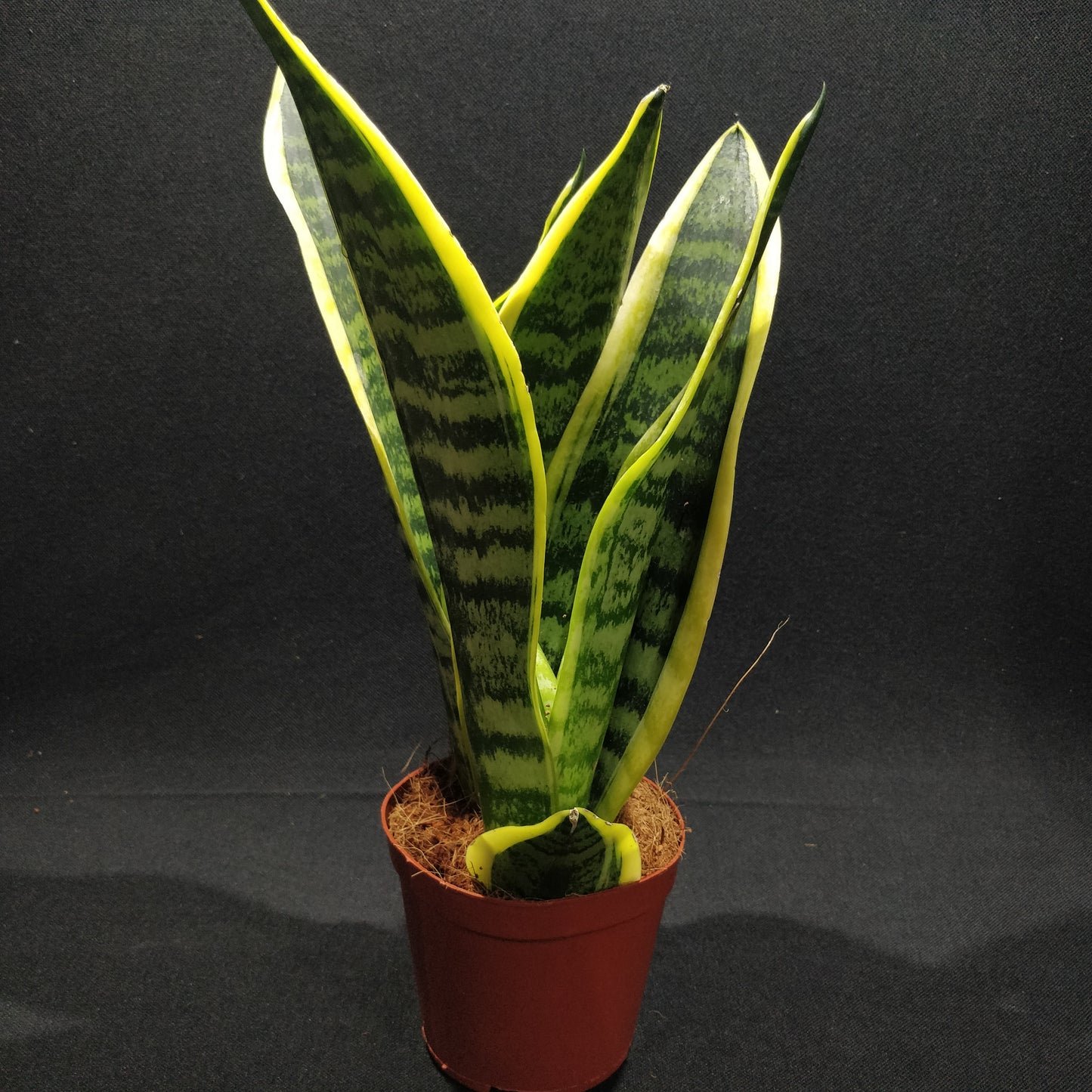 Snake Plant - Dracaena Trifasciata