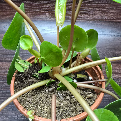 Chinese Money Plant - Pilea Peperomioides