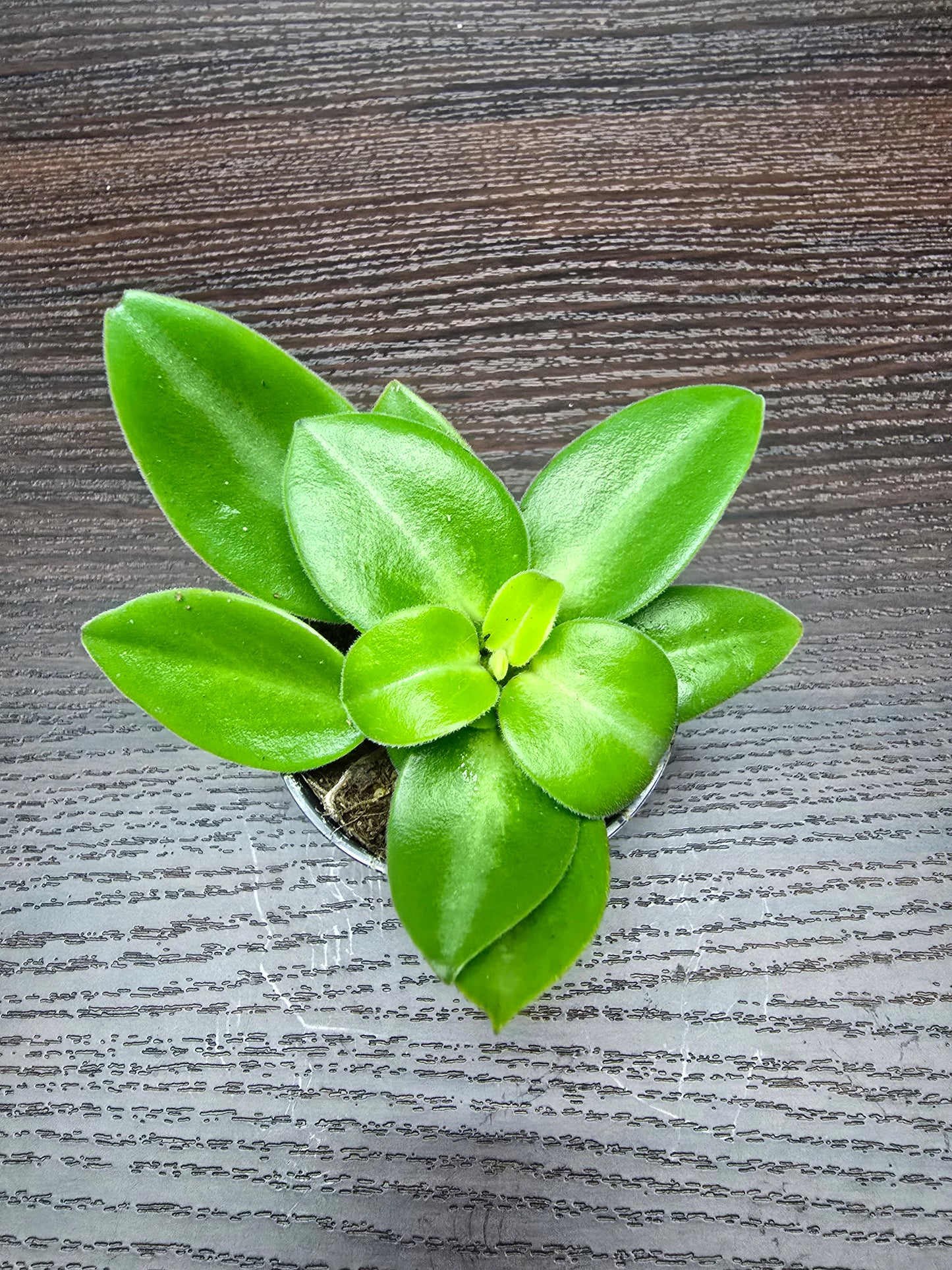 Peperomia Pixie - Peperomia Orba